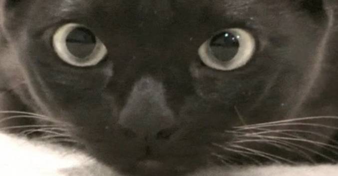 potret kucing hitam dengan pupil mata membesar (reddit.com/snooplionsandcanes)