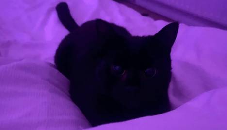 potret kucing hitam dengan pupil mata membesar (reddit.com/Emmwojj)