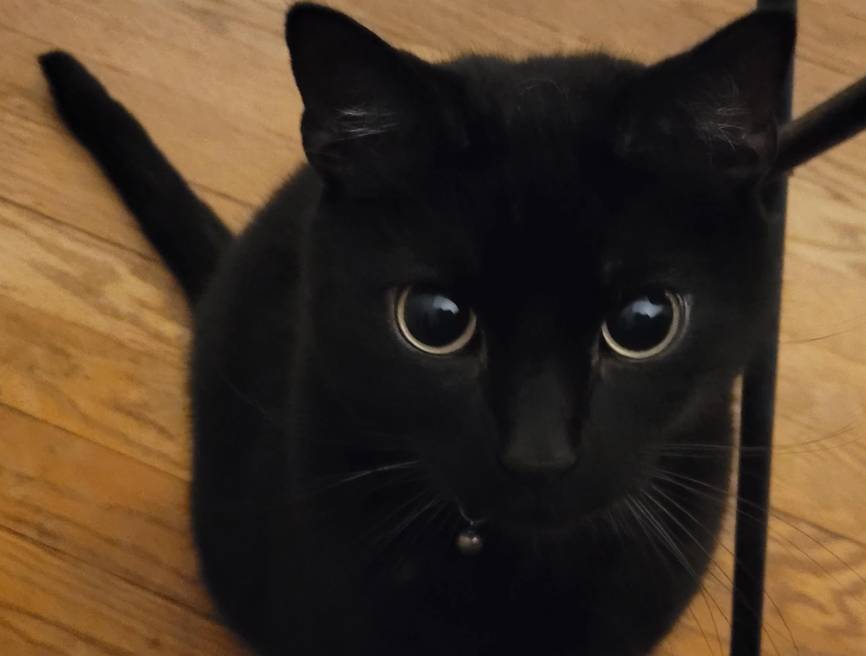 potret kucing hitam dengan pupil mata membesar (reddit.com/alpharat18)