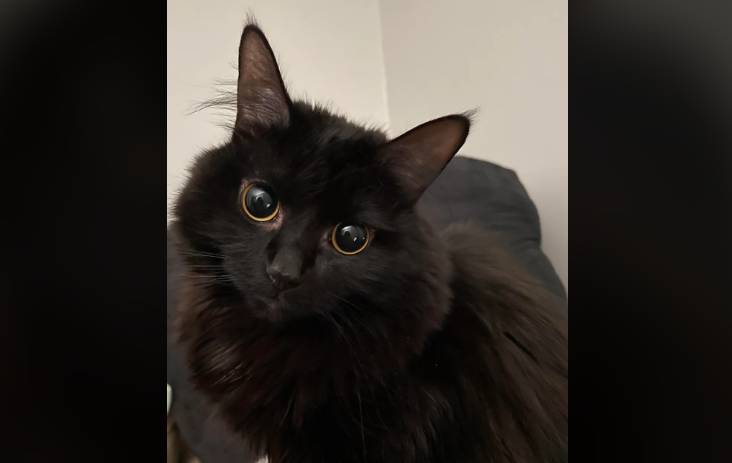 potret kucing hitam dengan pupil mata membesar (reddit.com/Former-Mess-5166)