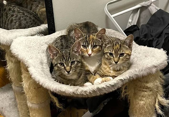 potret tiga kucing beda kepribadian berteman (reddit.com/nikki06051)