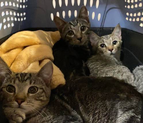 potret tiga kucing beda kepribadian berteman (reddit.com/NoLongerARedditor)