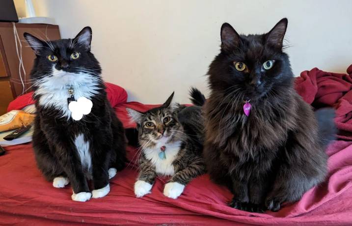 potret tiga kucing beda kepribadian berteman (reddit.com/KatCrack46)