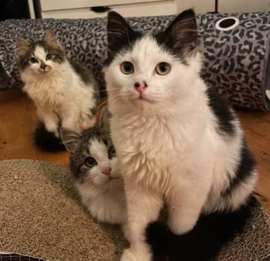 potret tiga kucing beda kepribadian berteman (reddit.com/Successful-Mode-1727)