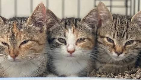 potret tiga kucing beda kepribadian berteman (reddit.com/omgsooze)