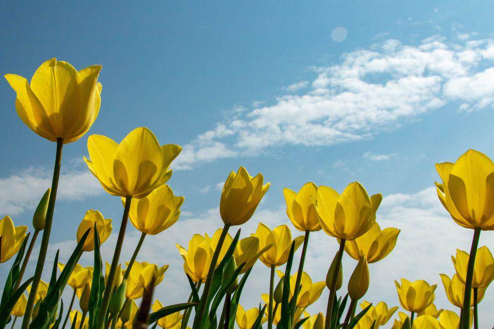 ilustrasi bunga tulip (pixabay.com/Ruiterlijk)