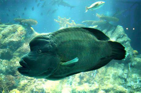 ikan napoleon wrasse (oceanpark.com)