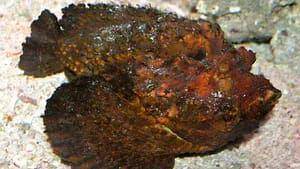 stonefish (Britannica.com)