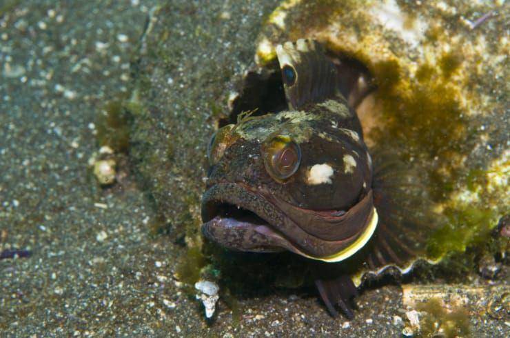 ikan sarcastic fingerhead (blog.padi.com)