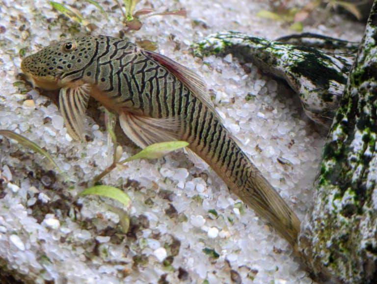 ikan rubber lip pleco (aquariumsource.com)