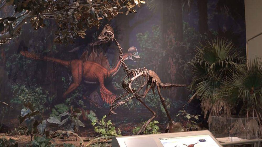 Fosil anzu wyliei di museum nasional sejarah alam Carnegie (Youtube.com/@CarnegieMNH)
