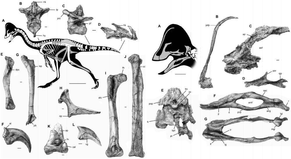 Struktur tulang anzu wyliei (commons.wikimedia.org/Plosone)