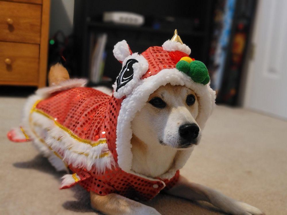 8 Potret Shiba Inu Pakai Kostum saat Imlek, Gemas Pol!