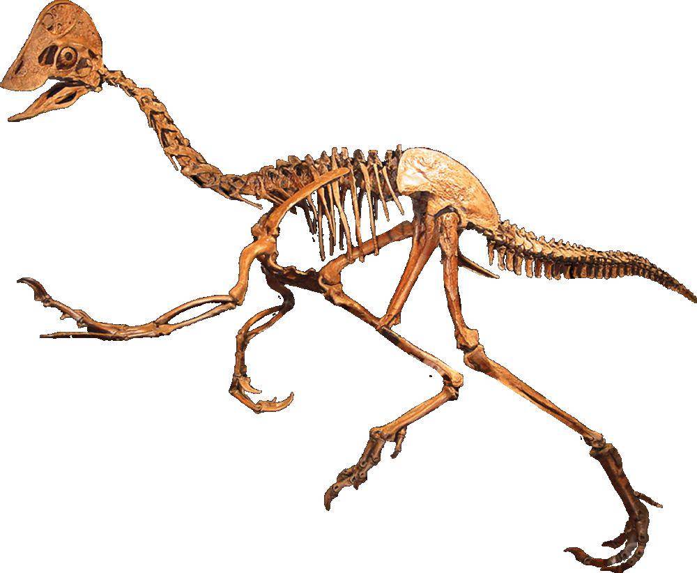 Fosil anzu wyliei (commons.wikimedia.org/MCDinosaurhunter)