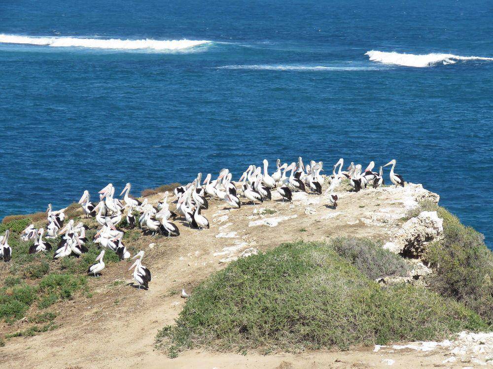 Undan australia (commons.m.wikimedia.org/Calistemon)