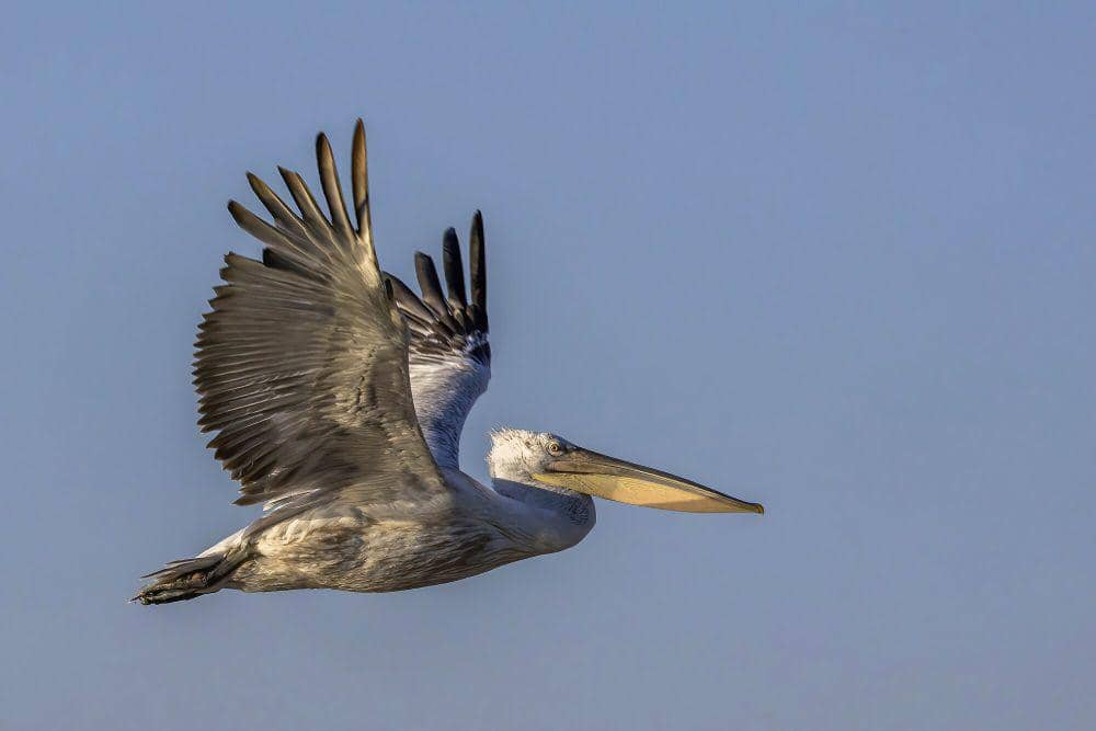 Undan dalmatian (commons.m.wikimedia.org/Charles J. Sharp)
