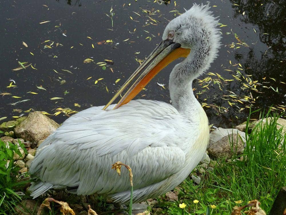 Undan dalmatian (commons.m.wikimedia.org/Nasser Halaweh)