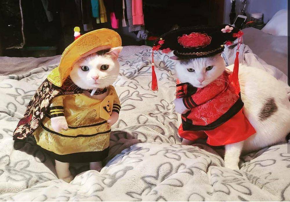 potret anabul memakai kostum saat Imlek (reddit.com/user/username_gaucho20)