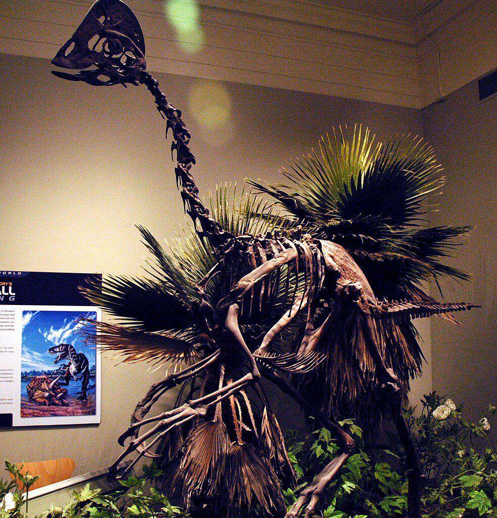 Fosil anzu wyliei di museum nasional sejarah alam Carnegie (commons.wikimedia.org/James St. John)