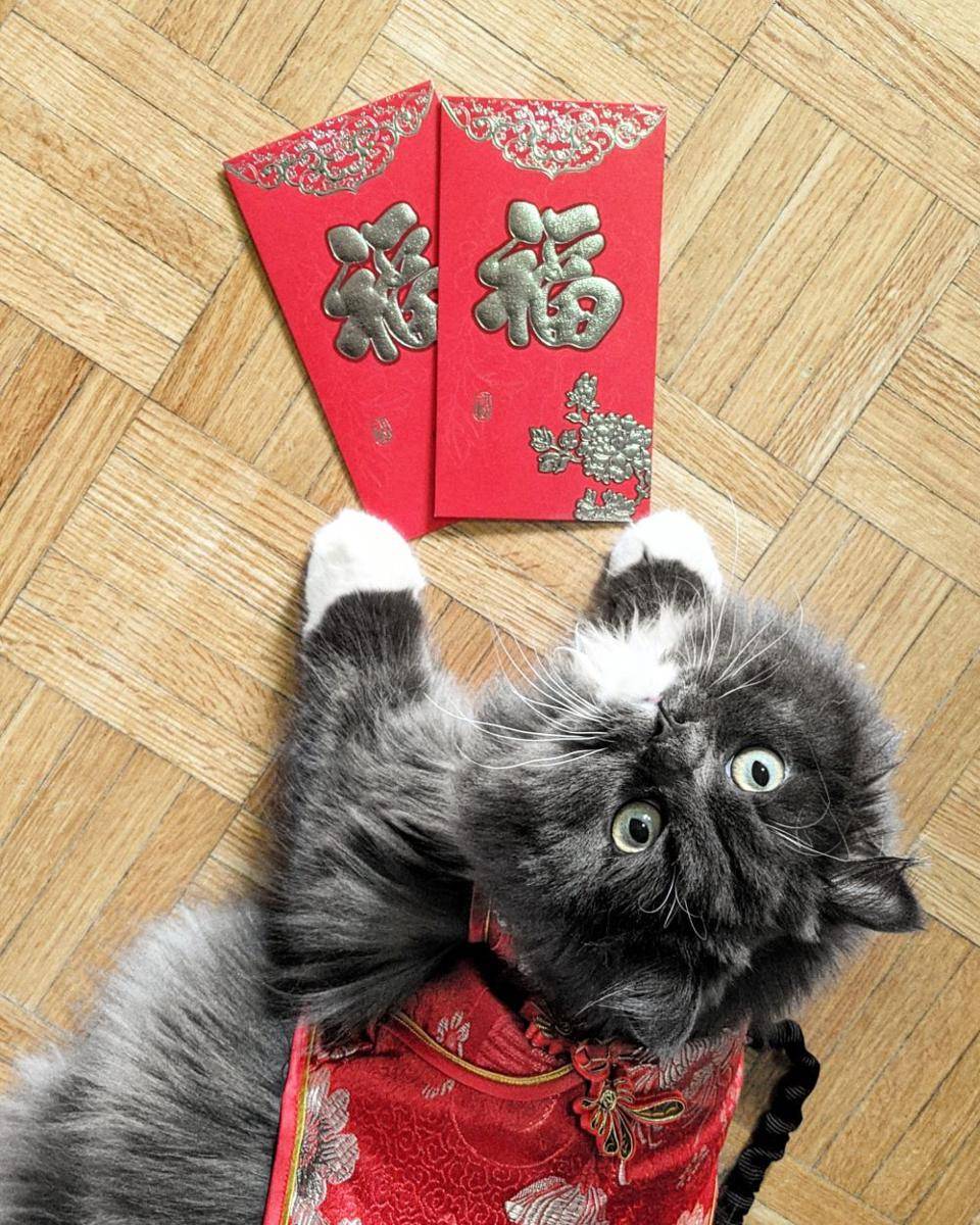 potret anabul memakai kostum saat Imlek (reddit.com/user/fancy-feast-fun)