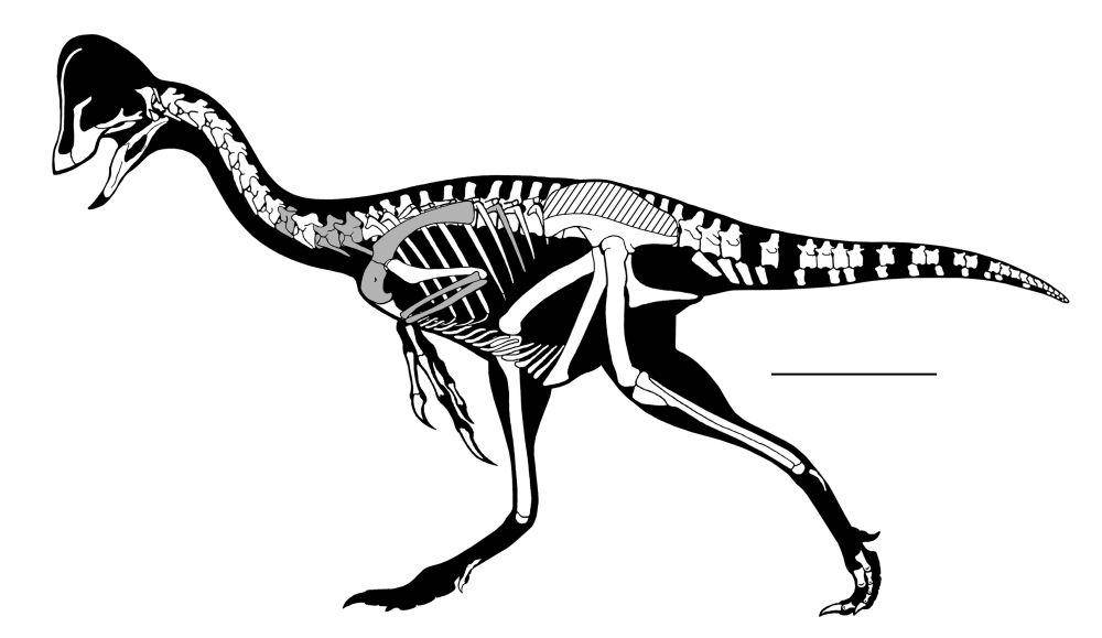 ilustrasi anzu wyliei (commons.wikimedia.org/Plosone)