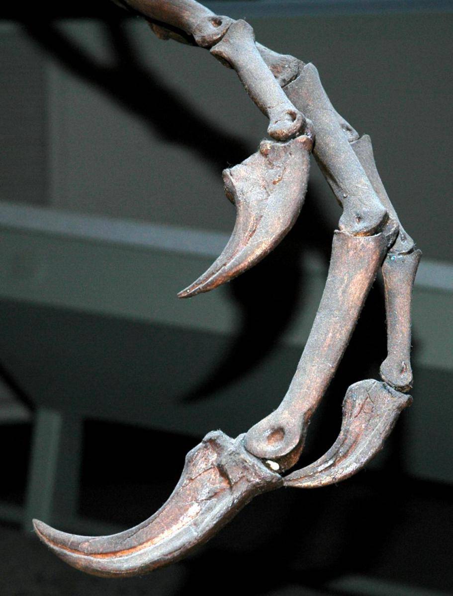 Fosil tangan anzu wyliei (commons.wikimedia.org/James St. John)