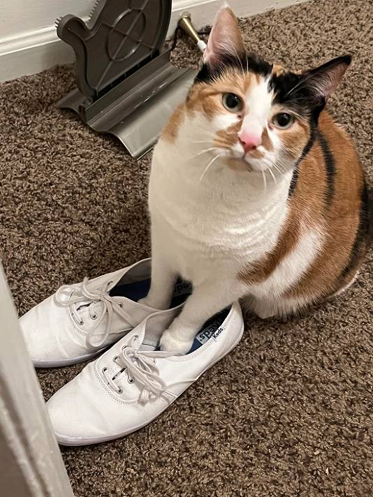 potret kucing memakai sepatu (reddit.com/coffeeetalk)