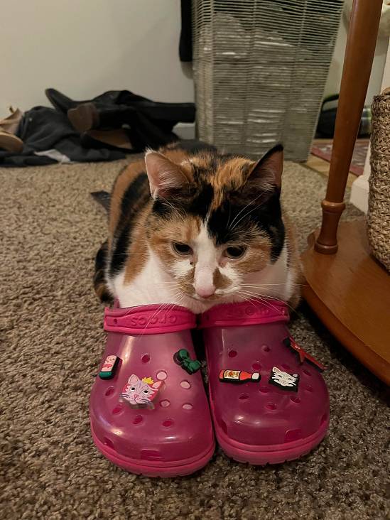 potret kucing memakai sepatu (reddit.com/coffeeetalk)