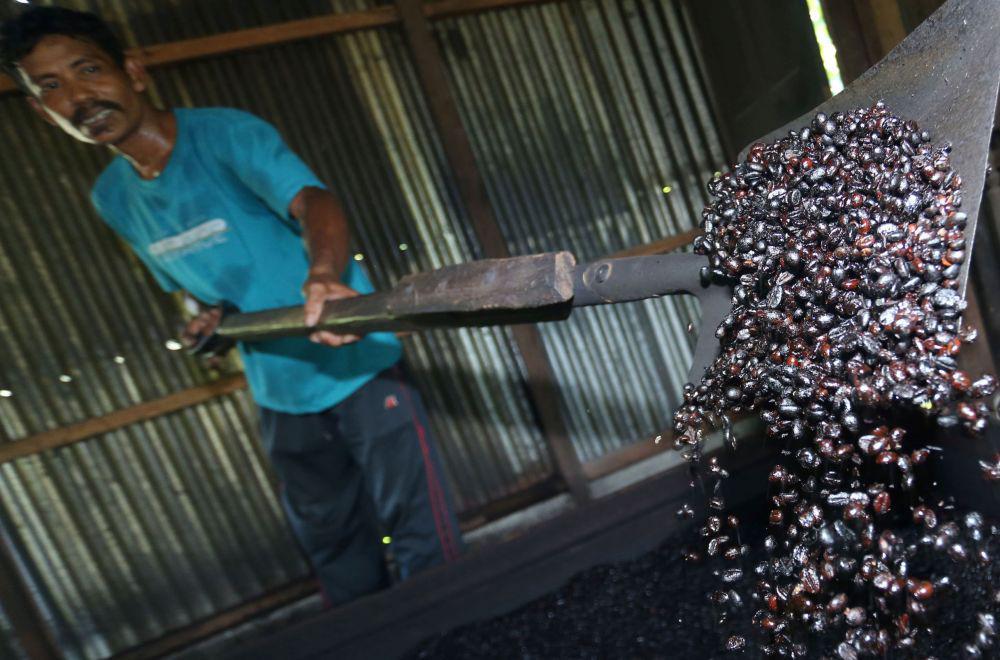 Kopi dalam Tantangan Hulu ke Hilir dan Ancaman Perubahan Iklim