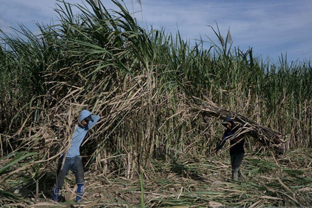 Pemerintah Bidik Swasembada Gula, Petani Tebu Diberi Penyuluhan Khusus