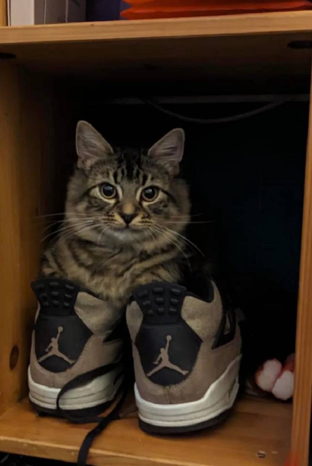 potret kucing memakai sepatu (reddit.com/Own-Archer-2456)