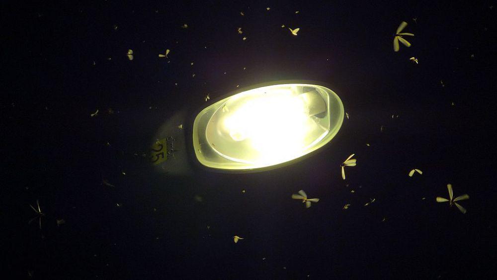 Kenapa Laron Suka Cahaya Lampu? Akhirnya Misteri Terungkap