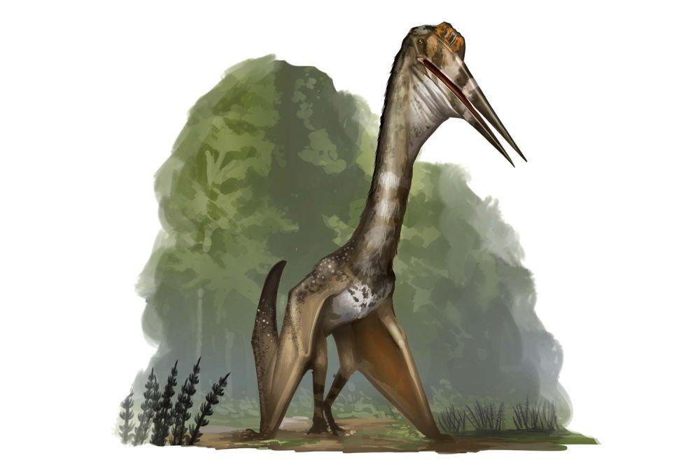 Hewan Terbesar yang Bisa Terbang, 6 Fakta Unik Quetzalcoatlus