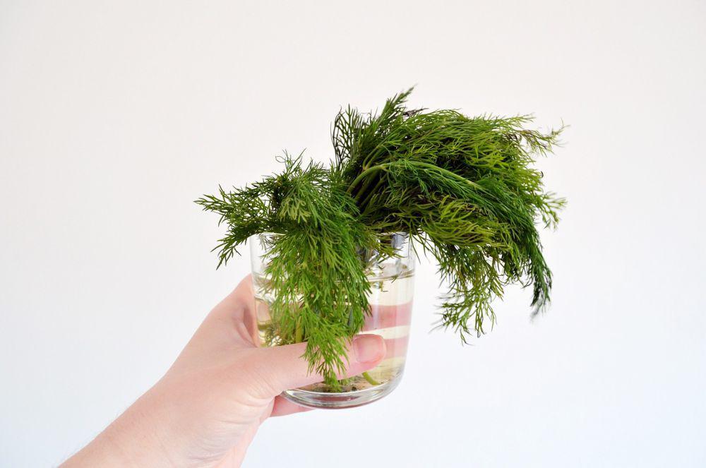 ilustrasi daun dill (pixabay.com/Vujosevic)
