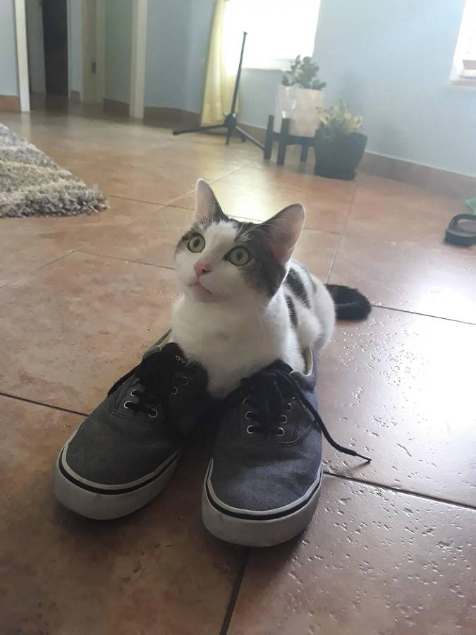 potret kucing memakai sepatu (reddit.com/Mozart089)