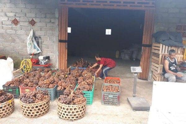 Kebun Salak Madu Tabanan Harus Teregistrasi Jika Mau Ekspor