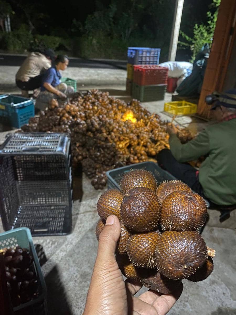 Salak madu dari Desa Munduk Temu Kecamatan Pupuan Tabanan (Dok.IDNTimes/Istimewa)