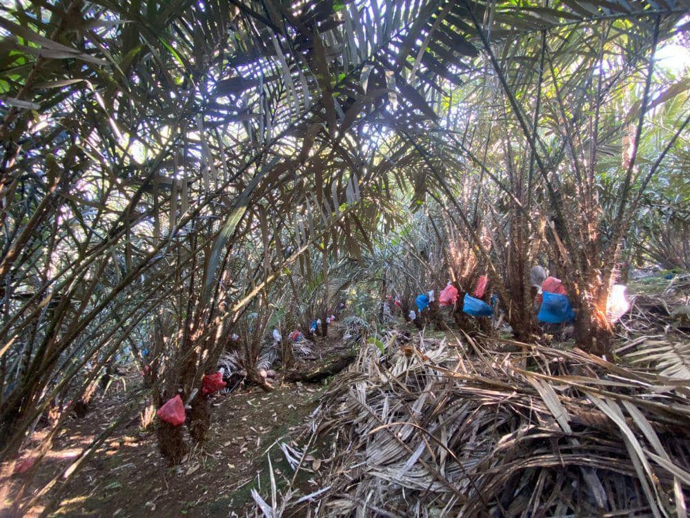 Kebun salak madu di Desa Munduk Temu Kecamatan Pupuan Tabanan (Dok.IDNTimes/Istimewa)