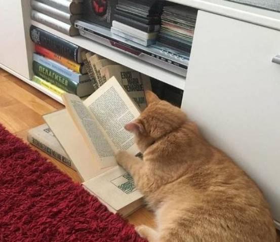 potret kucing sibuk (twitter.com/DontShowYourCat)
