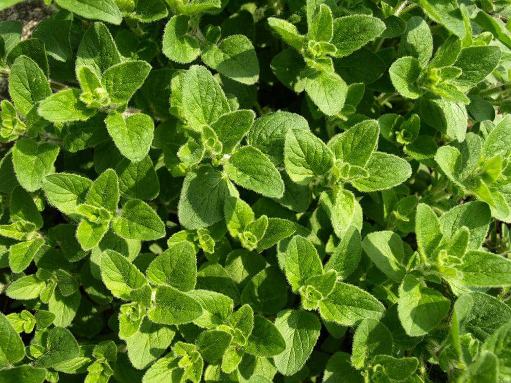 ilustrasi oregano (pixabay.com/ariesa66)