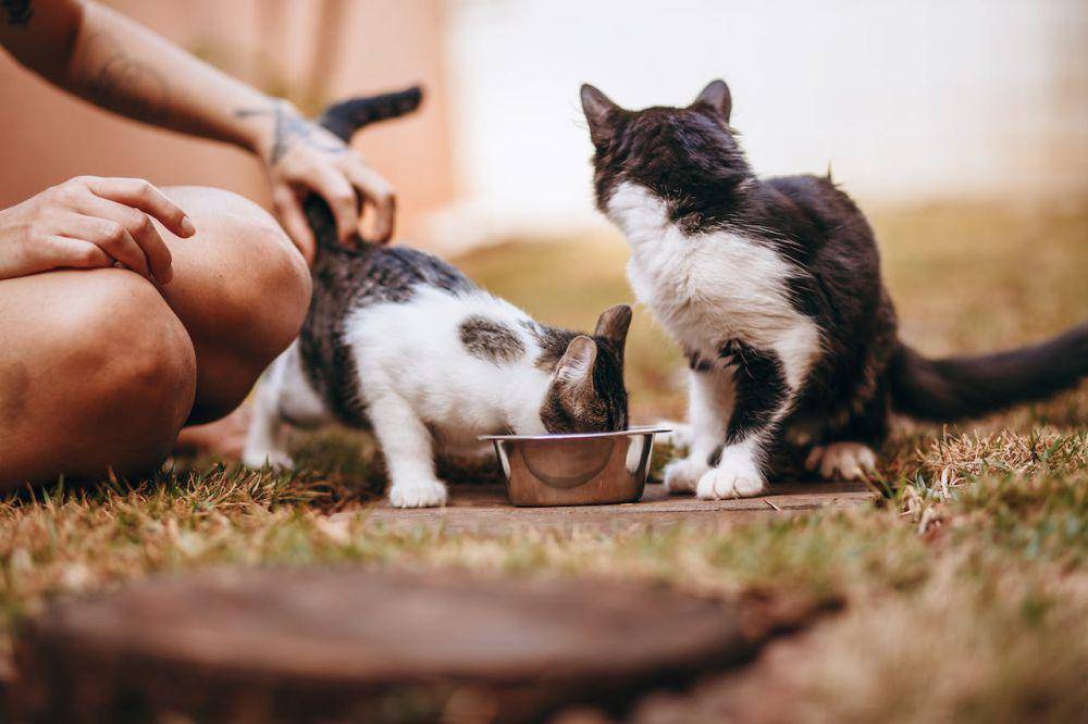ilustrasi memberi makan kucing (pexels.com/Helena Lopes)
