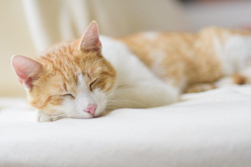 Apa yang Terjadi jika Semua Kucing di Dunia Menghilang?