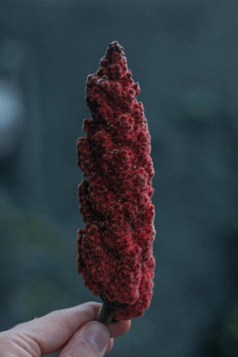 tanaman sumac (pexels.com/TIVASEE)