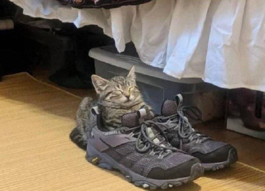 potret kucing memakai sepatu (reddit.com/Classic_Discipline_7)