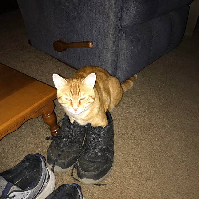 potret kucing memakai sepatu (reddit.com/zoats98)