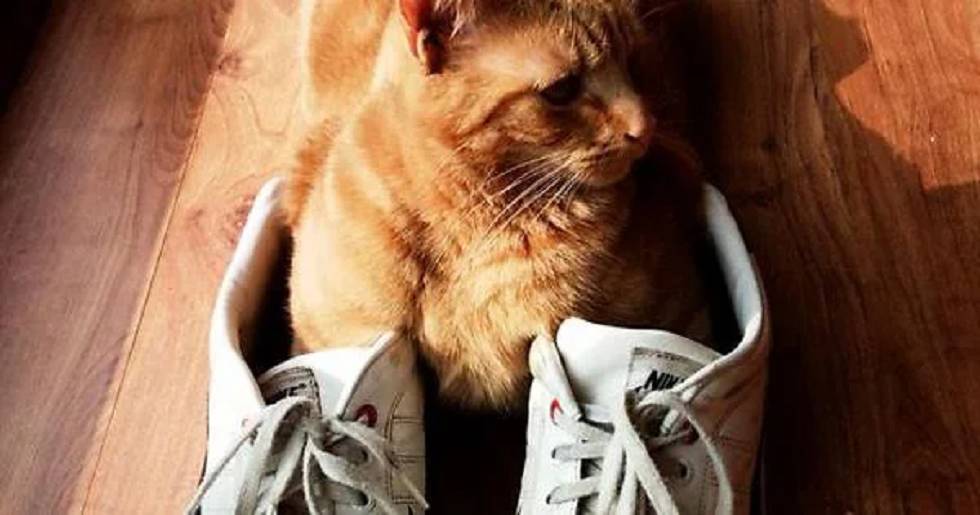 potret kucing memakai sepatu (reddit.com/r/aww)
