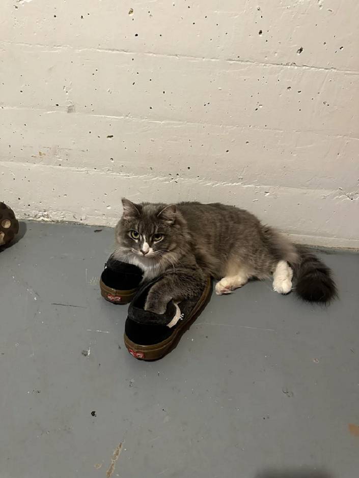 potret kucing memakai sepatu (reddit.com/Key-Fly4869)