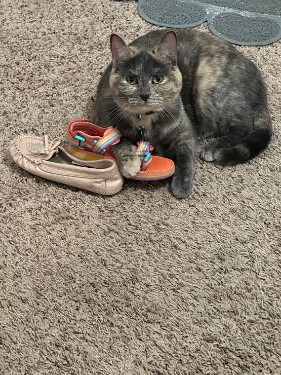 potret kucing memakai sepatu (reddit.com/NerdyMom8)