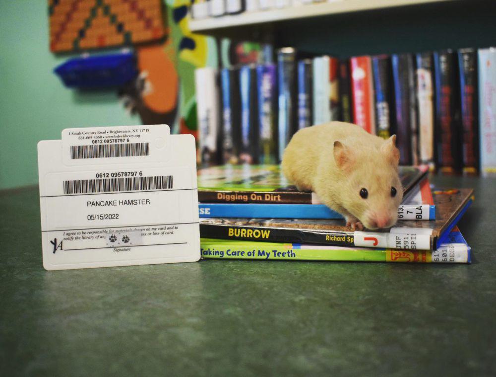 8 Potret Hamster Nongkrong di Perpustakaan, Gemas!