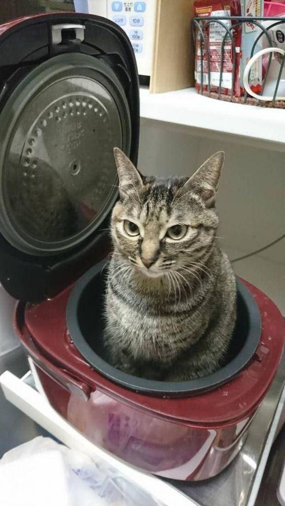 foto kucing duduk di atas rice cooker (reddit.com/user/roxbury0969)